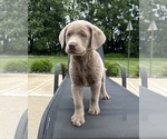 Small #1 Labrador Retriever