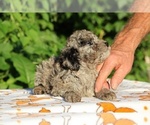 Small #7 Poodle (Toy)