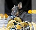 Small #1 French Bulldog