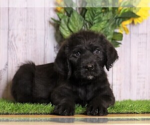 Rottle Puppy for sale in FREDERICKSBG, OH, USA