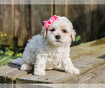 Small #2 Cocker Spaniel-Poodle (Miniature) Mix