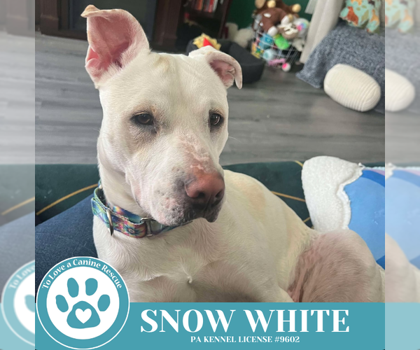 Medium Photo #12 American Pit Bull Terrier-Unknown Mix Puppy For Sale in Kimberton, PA, USA