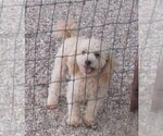 Small Photo #1 Cavapoo Puppy For Sale in RATTAN, OK, USA