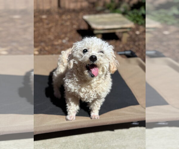 Medium Photo #3 Zuchon Puppy For Sale in Sequim, WA, USA