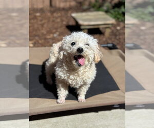 Bonded- Jasper and Chloe - Female Zuchon Dog for Adoption - Photo #3