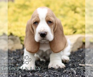 Basset Hound Puppy for sale in BIRD IN HAND, PA, USA