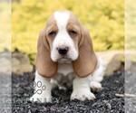 Small Basset Hound