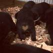 Small Photo #5 Rottweiler Puppy For Sale in EUBANK, KY, USA