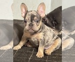 Small #5 French Bulldog