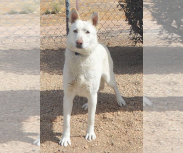 Medium Photo #2 German Shepherd Dog Puppy For Sale in Phoenix, AZ, USA