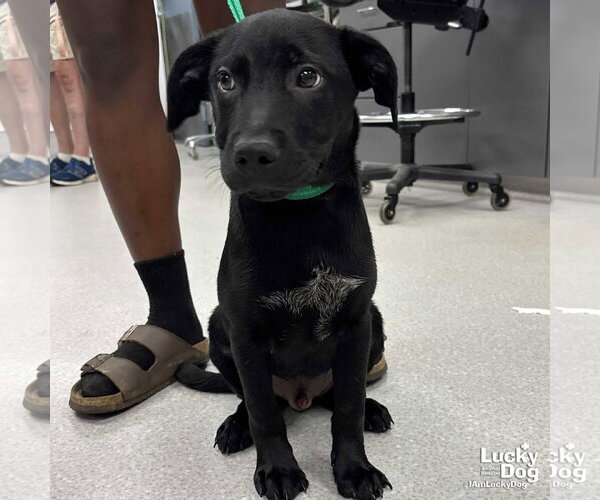 Medium Photo #1 Labrador Retriever-Unknown Mix Puppy For Sale in Washington, DC, USA