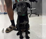 Small Labrador Retriever Mix