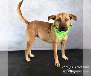 Black Mouth Cur Dogs for adoption in Conroe, TX, USA