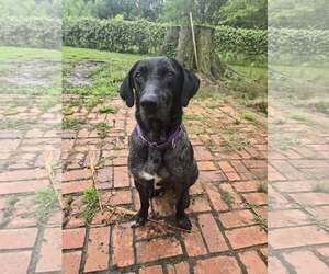 Catahoula Leopard Dog-Labrador Retriever Mix Dogs for adoption in Oakhurst, NJ, USA