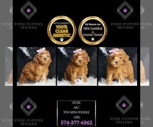 Poodle (Miniature) Puppy for sale in WARSAW, IN, USA
