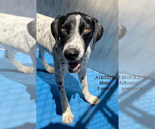 Medium Photo #1 German Shorthaired Pointer-Unknown Mix Puppy For Sale in Calgary, Alberta, Canada