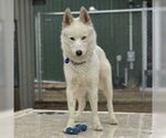 Small #29 Huskies  Mix