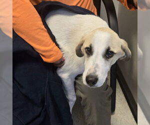 Great Pyrenees-Unknown Mix Dogs for adoption in Plano, TX, USA