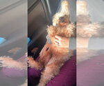 Small #7 Poodle (Miniature) Mix