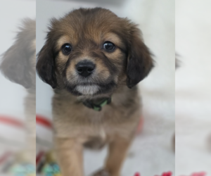 Mutt Dogs for adoption in Brooklyn, NY, USA