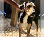 Small Photo #3 Treeing Walker Coonhound Puppy For Sale in LITHIA, FL, USA