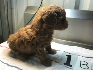 Goldendoodle (Miniature) Puppy for sale in IVANHOE, TX, USA