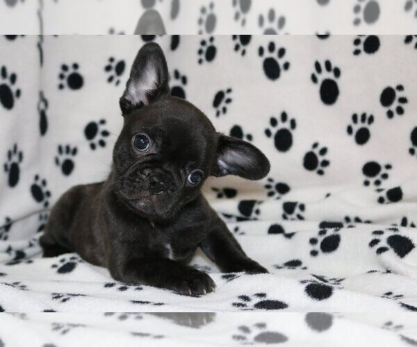 Medium Photo #3 French Bulldog Puppy For Sale in AUSTIN, TX, USA