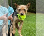 Small #2 Cairn Terrier