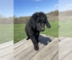 Small Photo #8 Labradoodle Puppy For Sale in CHARITON, IA, USA
