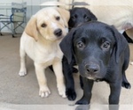 Small Photo #7 Shepradors Puppy For Sale in GLADYS, VA, USA