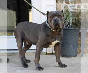 Father of the Cane Corso puppies born on 01/16/2024
