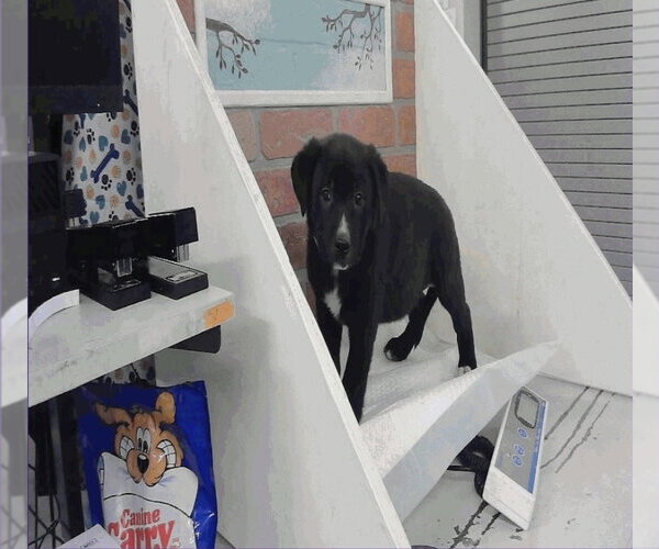 Medium Photo #2 Catahoula Leopard Dog-Unknown Mix Puppy For Sale in Lakewood, CO, USA
