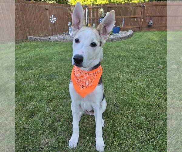 Medium Photo #1 Siberian Husky-Unknown Mix Puppy For Sale in Fargo, ND, USA