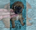 Small #3 Miniature Australian Shepherd-Poodle (Toy) Mix