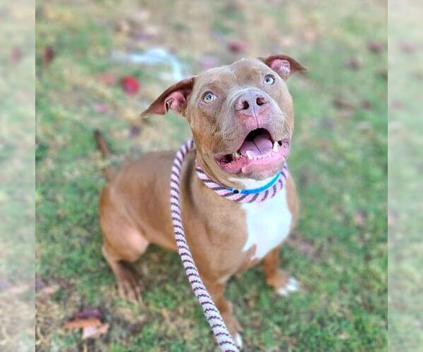 Medium Photo #2 American Pit Bull Terrier Puppy For Sale in Long Beach, CA, USA