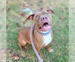 Small #1 American Pit Bull Terrier