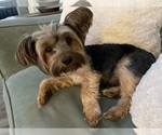 Small Photo #1 Yorkshire Terrier Puppy For Sale in CANYON, TX, USA