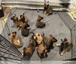 Small Photo #2 Belgian Malinois Puppy For Sale in SIMI VALLEY, CA, USA