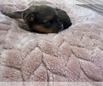 Small Photo #46 Yorkipoo Puppy For Sale in ARLINGTON, TX, USA