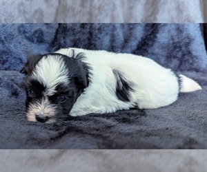 Havanese Puppy for sale in POST FALLS, ID, USA