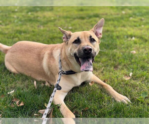 Medium Photo #3 German Shepherd Dog-Unknown Mix Puppy For Sale in Rancho Cucamonga, CA, USA