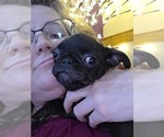 Small #3 Pug