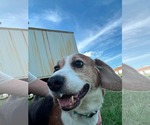 Small #9 Beagle