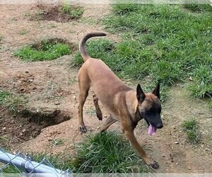 Father of the Belgian Malinois puppies born on 08/08/2022