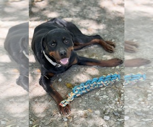 Rottle Puppy for sale in RAYVILLE, LA, USA