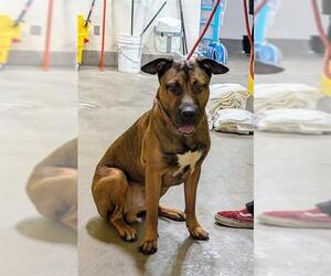 Mutt Dogs for adoption in Forestville, MD, USA