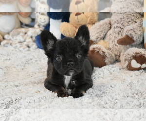 French Bulldog Puppy for sale in LAS VEGAS, NV, USA
