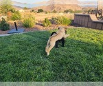 Small Photo #15 Labrador Retriever Puppy For Sale in APPLE VALLEY, CA, USA