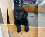 Small Photo #2 Labrador Retriever Puppy For Sale in NORTON SHORES, MI, USA