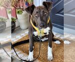 Small #4 Doberman Pinscher Mix
